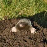shutterstock 238323349 scaled