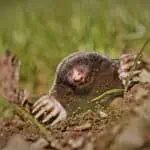 Animal removal