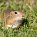 gopher gopher general spermoph