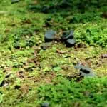ground plants
