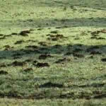 Lawn Mole Damage