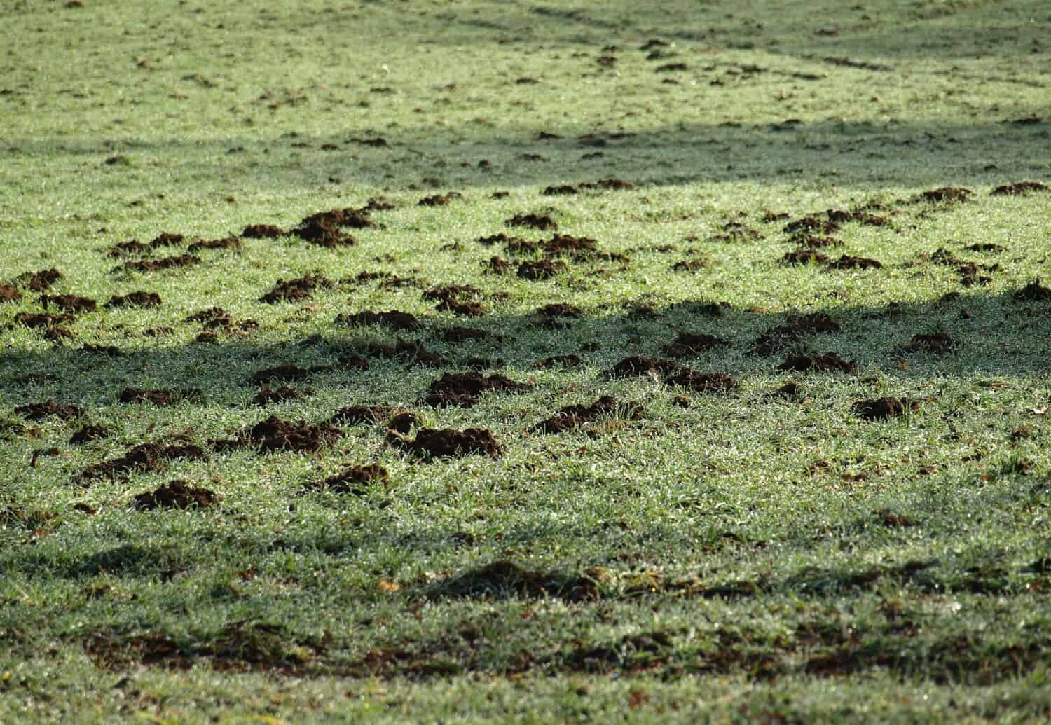 Lawn Mole Damage