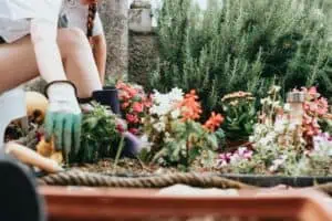 flowerbed