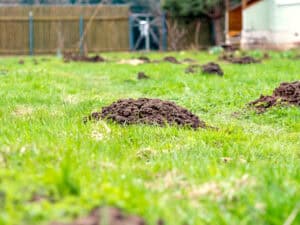 Mole Damage