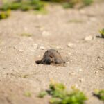 ground mole
