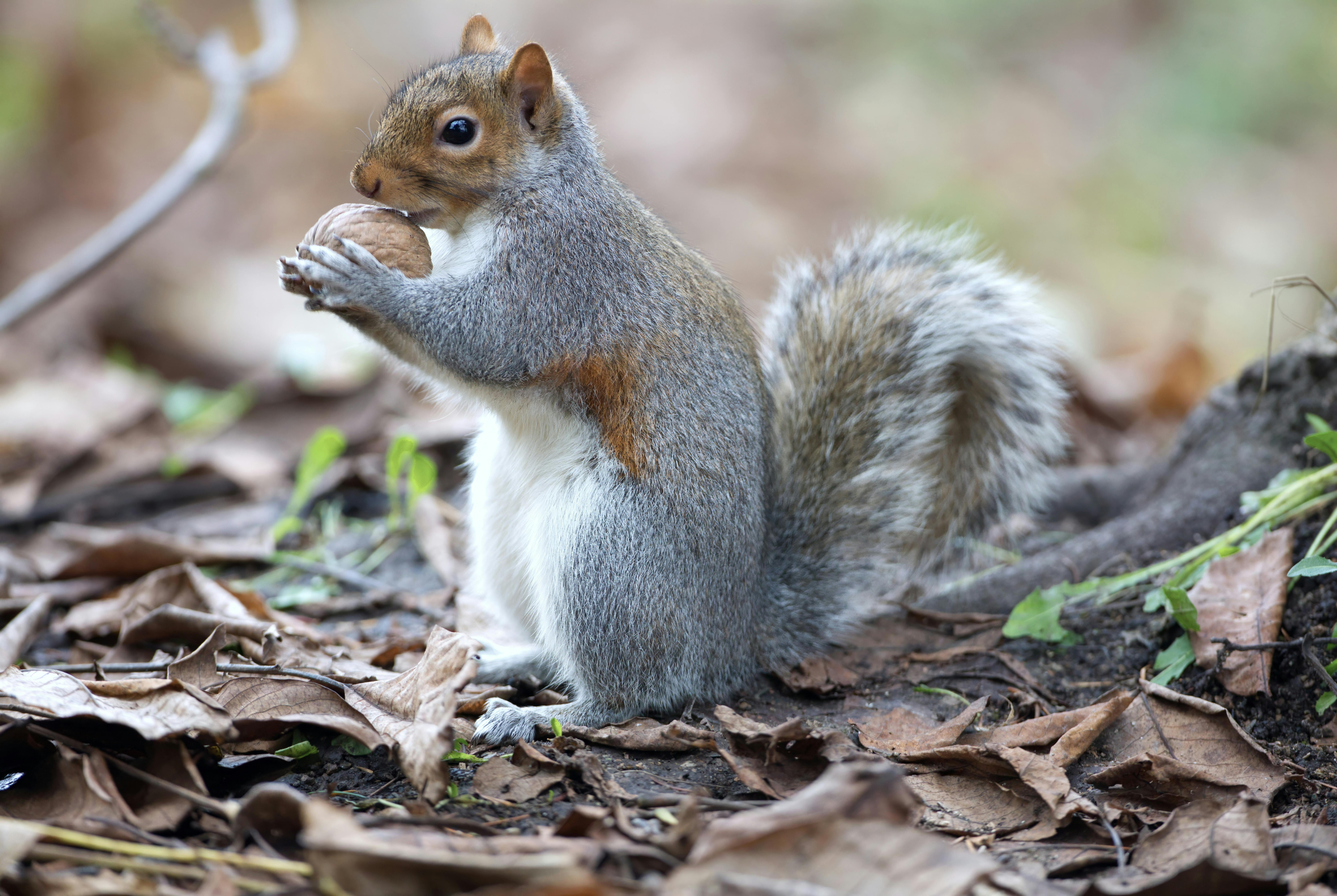 Squirrel on property