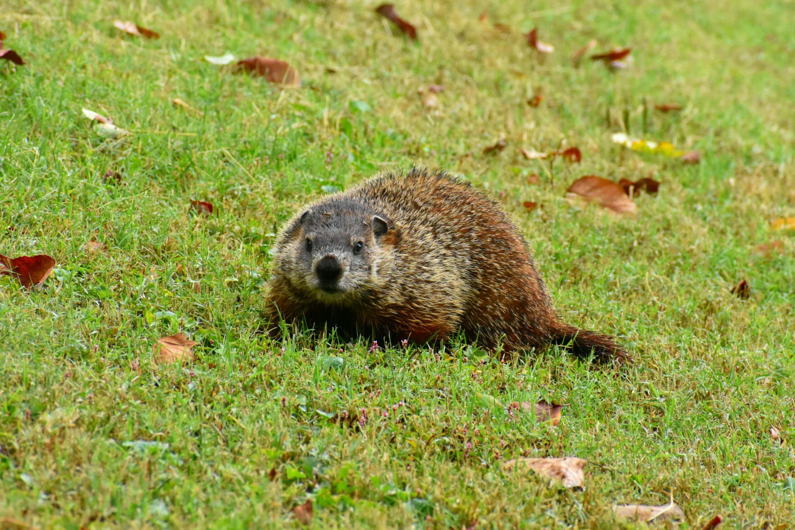 Professional groundhog removal