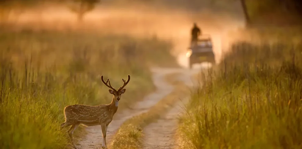 Nainital Corbett