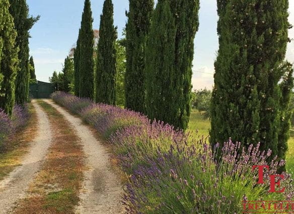 Lavender fields and cypress trees along a rustic driveway in a luxurious Italian estate setting.
