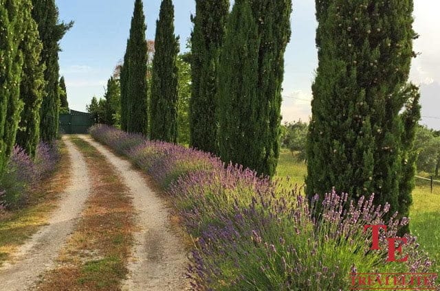 Lavender fields and cypress trees along a rustic driveway in a luxurious Italian estate setting.