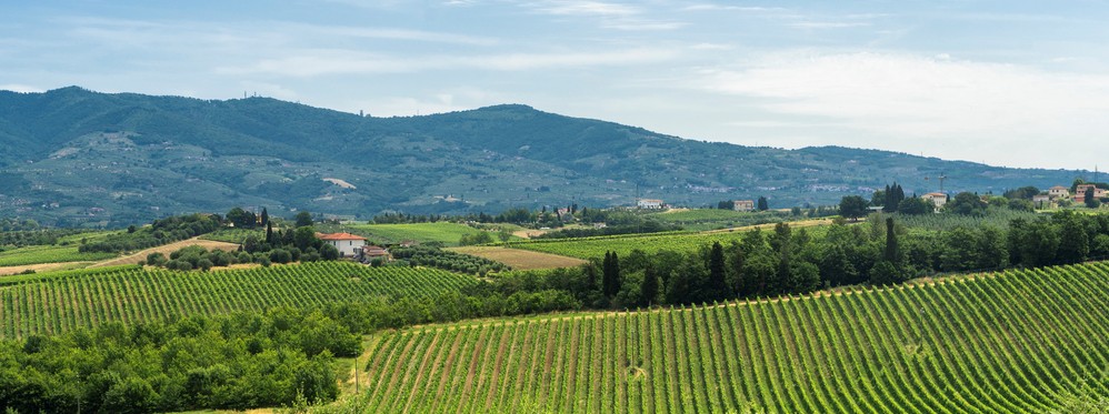 Vineyard landscape in Italy with rolling hills and lush greenery, ideal for luxury estate settings.