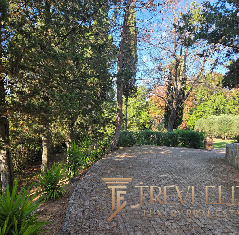 Lush green garden pathway with tall trees and vibrant plants, ideal for a luxurious Italian estate setting.