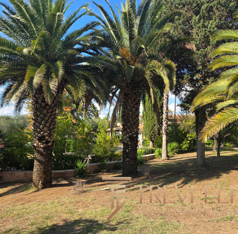 Lush palm trees and greenery in a tropical garden setting, featuring a mix of tall palms and vibrant plants under bright blue skies.