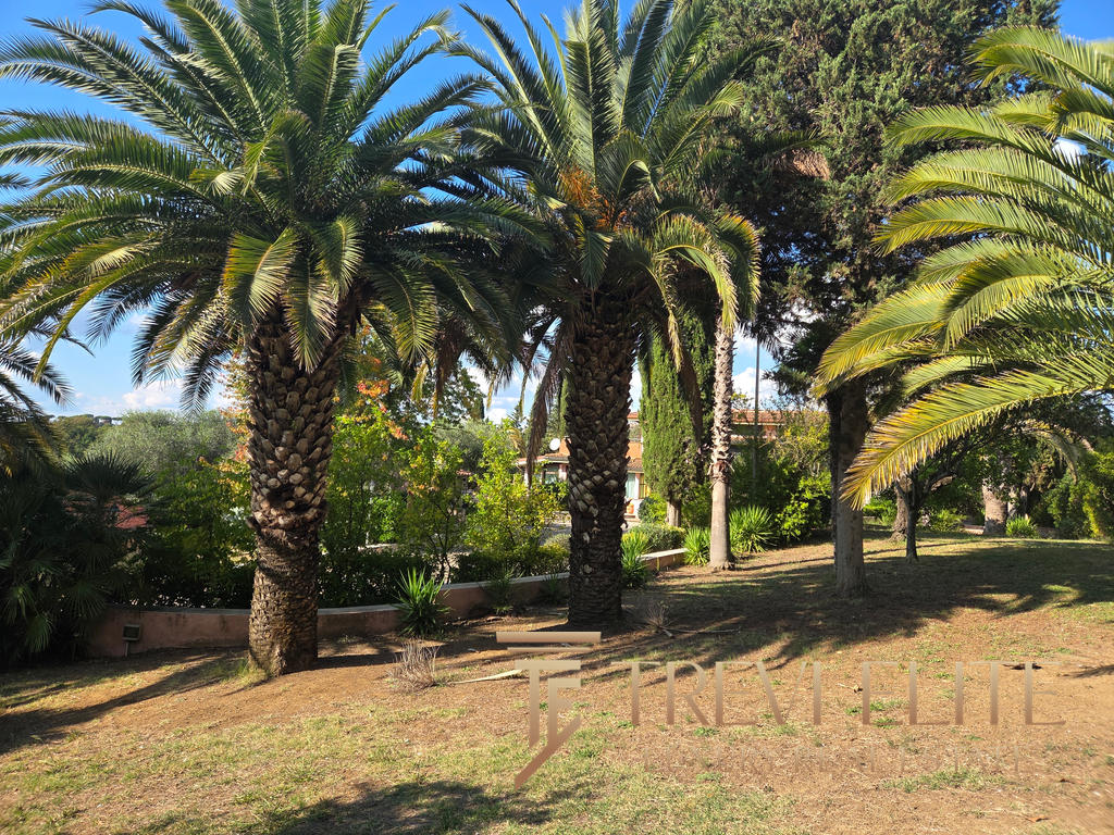 Lush palm trees and greenery in a tropical garden setting, featuring a mix of tall palms and vibrant plants under bright blue skies.