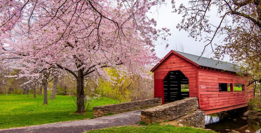 Red Covered Bridge Over A Narrow Stream, Flanked By Blooming Cherry Blossom Trees In A Lush Green Park Setting Under A Cloudy Sky.