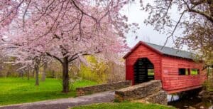 Red Covered Bridge Over A Narrow Stream, Flanked By Blooming Cherry Blossom Trees In A Lush Green Park Setting Under A Cloudy Sky.