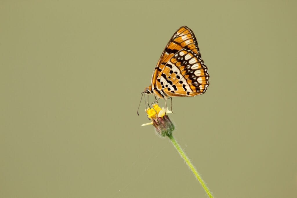 17 Reasons Why Setting Goals is Crucial for Personal Growth