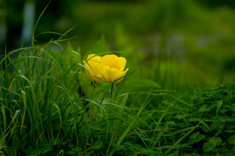 15 Tips for Cultivating a Growth Mindset After Heartbreak