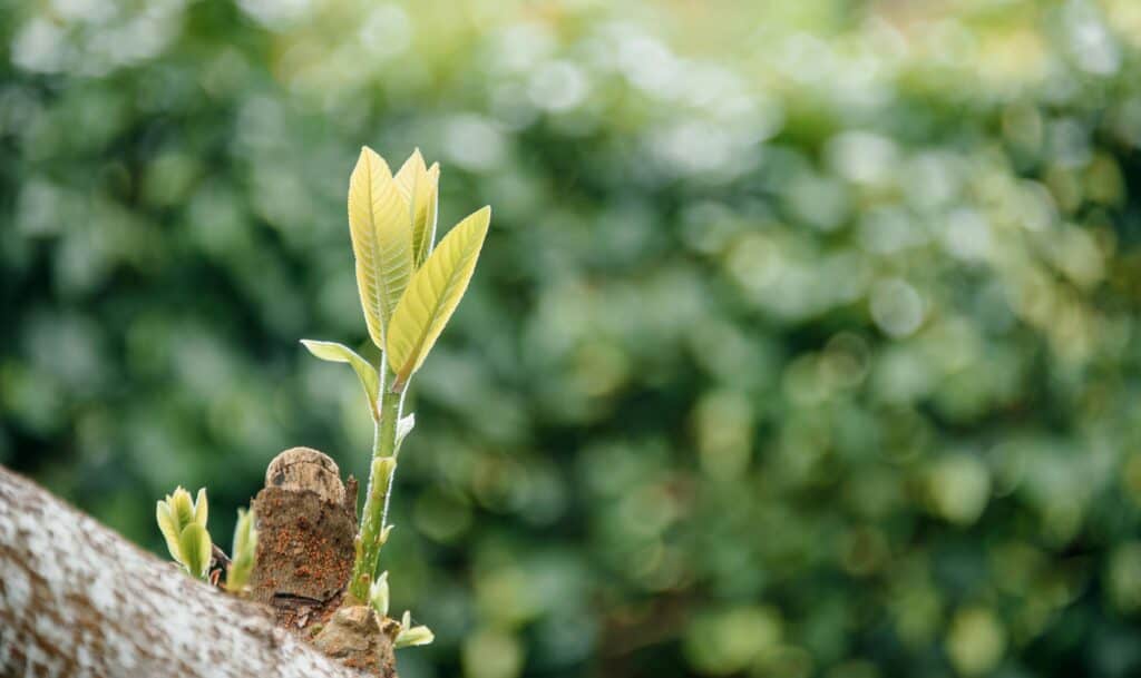 15 Tips for Cultivating a Growth Mindset After Heartbreak
