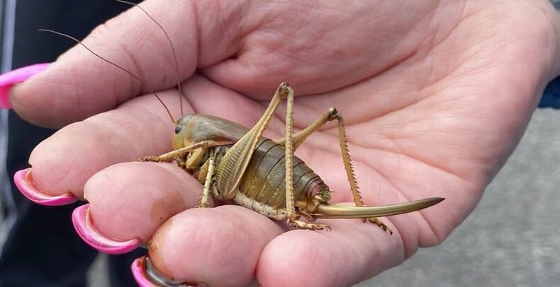 Oregon’s Mormon Cricket & Grasshopper Outbreak Spurs Statewide ...
