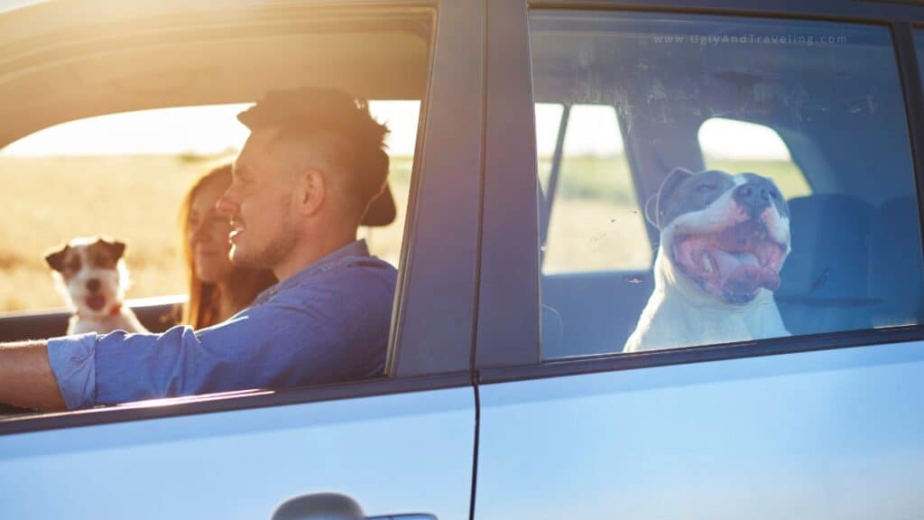 Road Trip with Your Dog Here's How to Make it a Success!