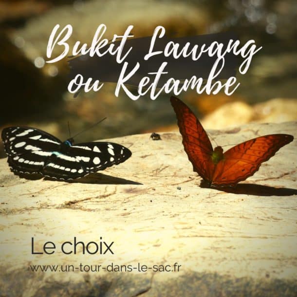 Ketambe ou Bukit Lawang ?