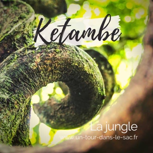 La jungle de Ketambe, Sumatra