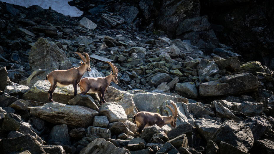 Bouquetins sur le trek Chamonix Zermatt