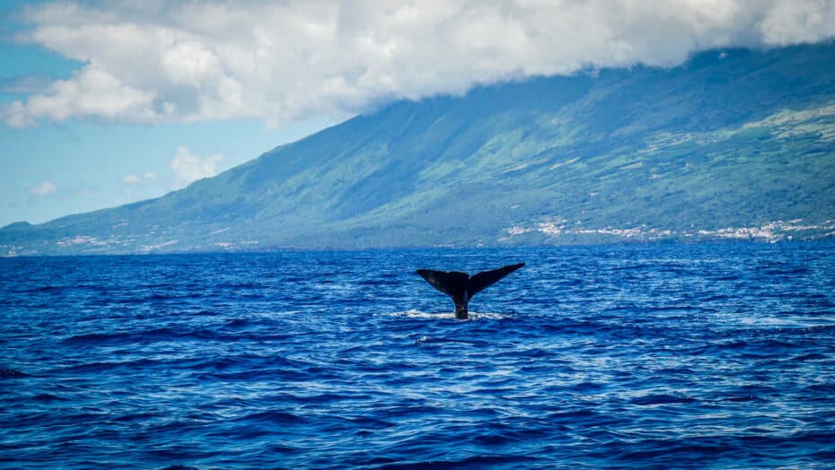 Voyage Açores
