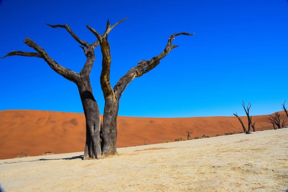 Dead Vlei