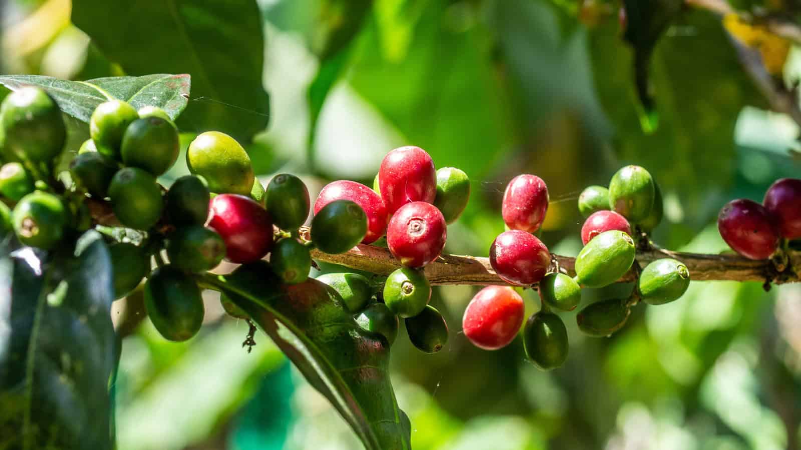 finca jardin café