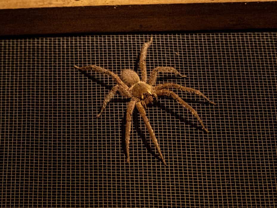 Araignée parc Cuyabeno