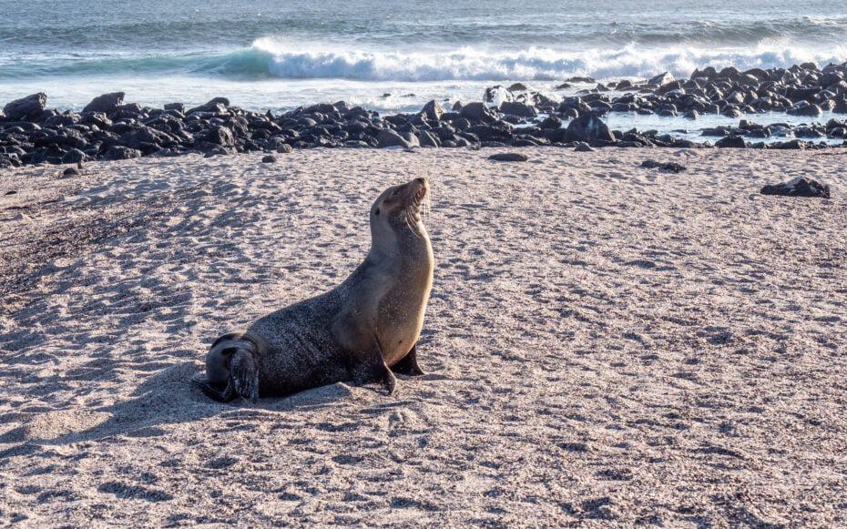 Loberia galapagos San Cristobal