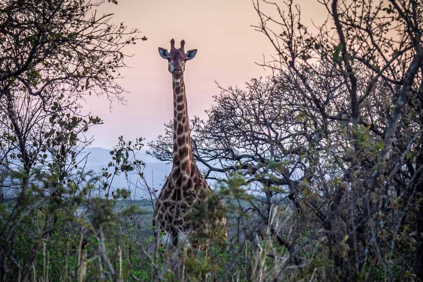 Itinéraire 3 semaines Afrique du Sud