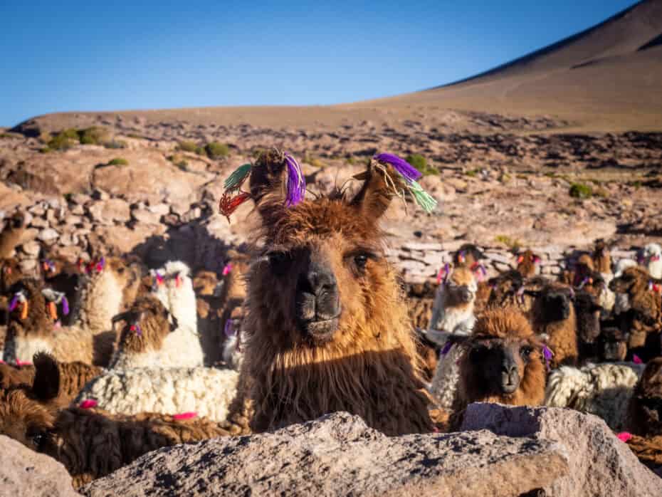 Lama Expédition Sud Lipez Tupiza