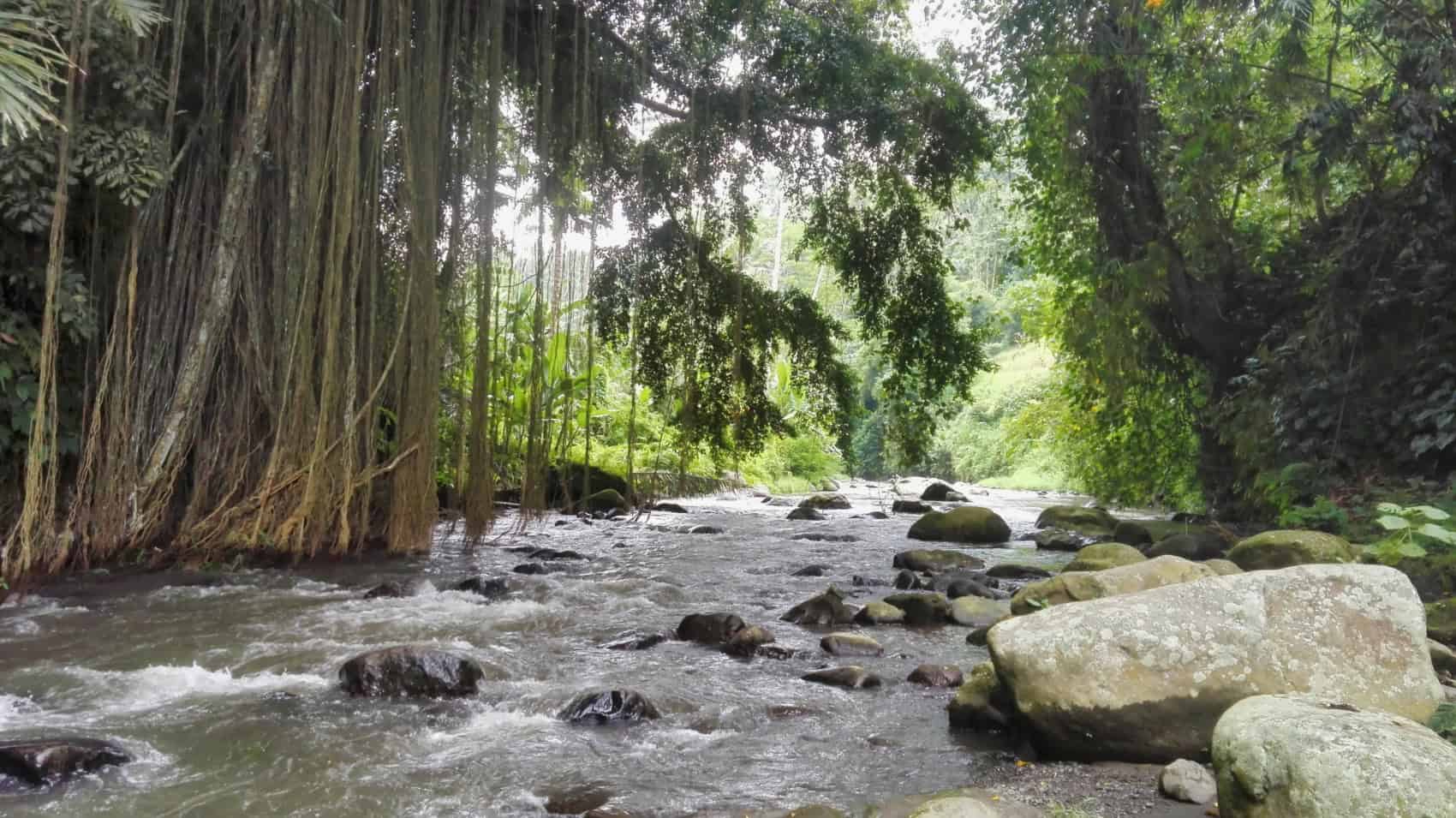 Ubud Jungle Trek