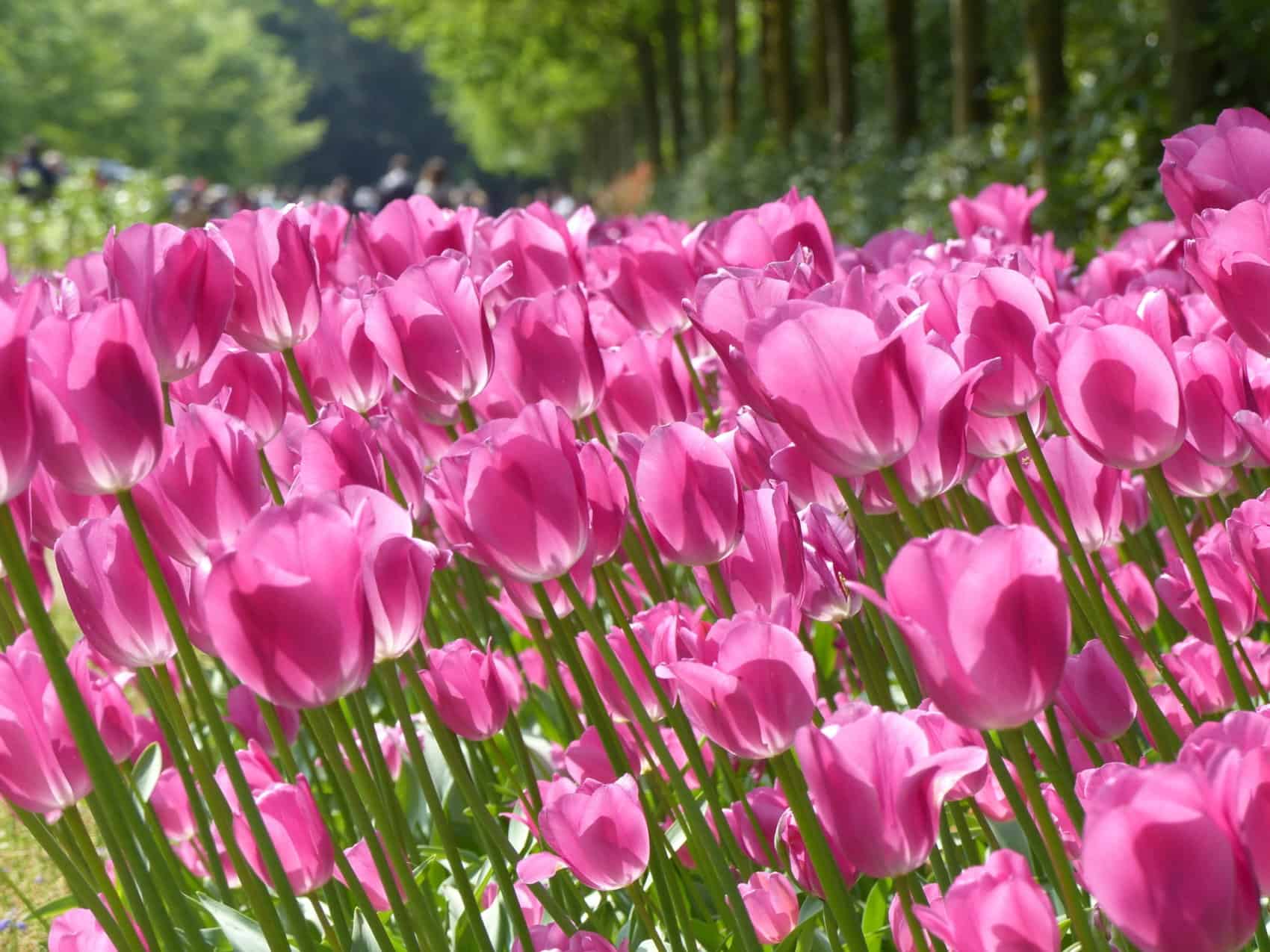 Parc floral éphémère Hollande