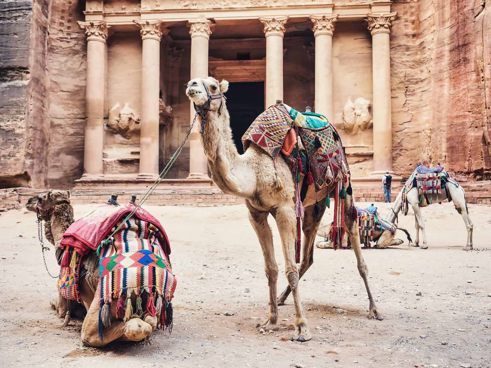 Animaux Petra