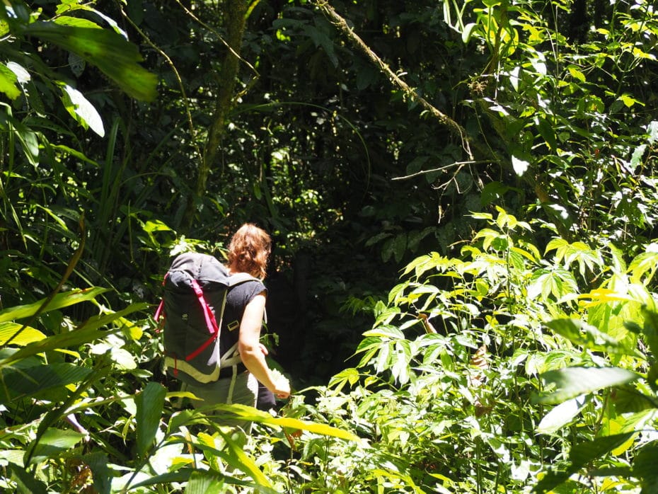 jungle Sumatra