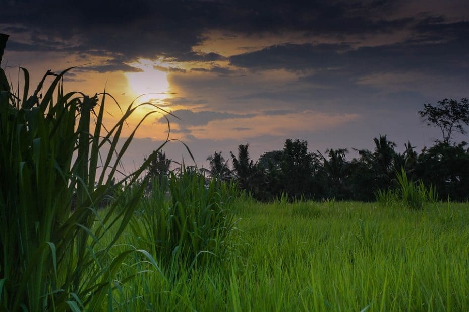 Calme dans les rizières de Bali