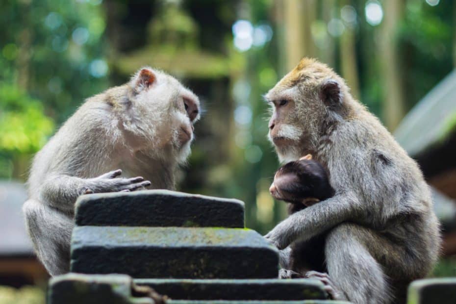 singes ubud