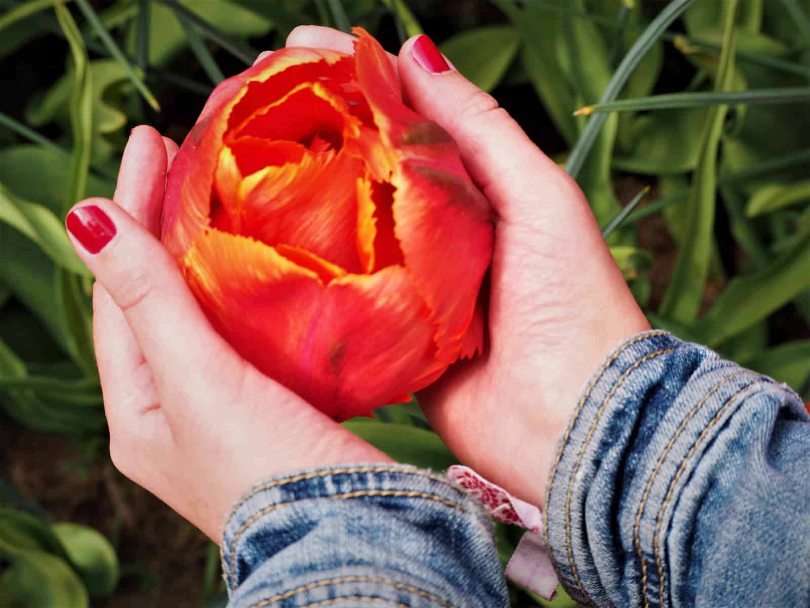 Tulipe Keukenhof