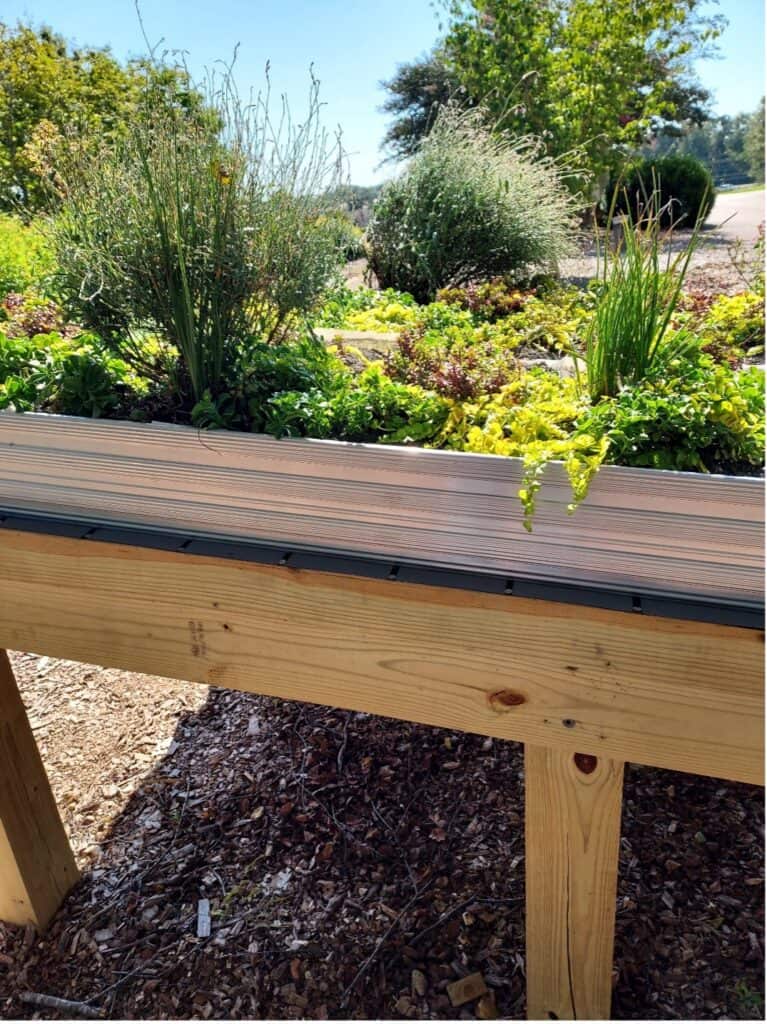 Close-up of sedum and succulent plantings growing in the lightweight substrate of the green roof display module at the UGA GSI demo site