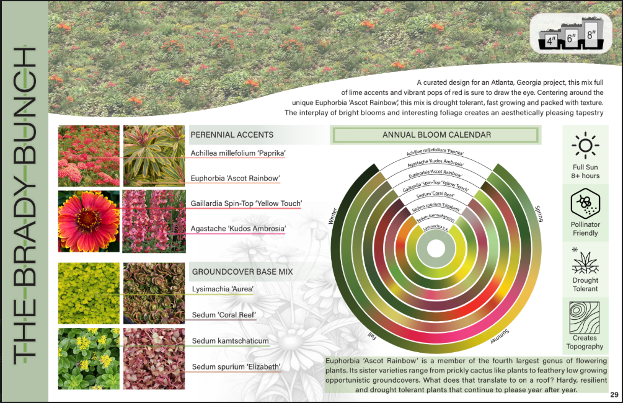 Green roof plant palette chart titled The Brady Bunch showing recommended varieties including Achillea, Agastache, Gaillardia, Delosperma, and sedum species with annual bloom calendar