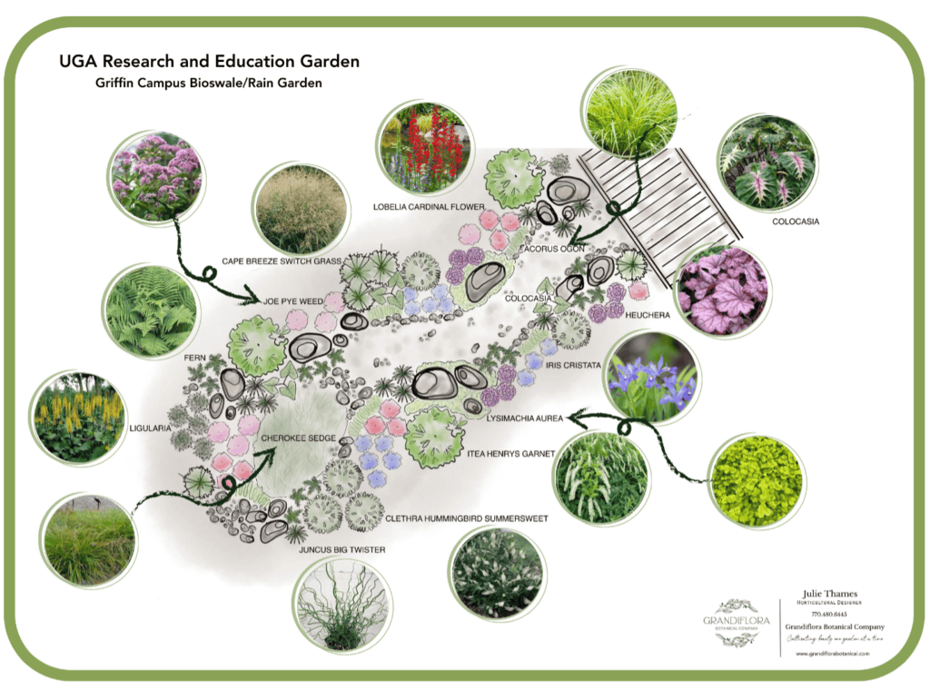 Landscape planting plan for the bioswale and rain garden at UGA Griffin Campus showing native plant species locations with photo identification callouts for Lobelia, Joe Pye Weed, Clethra, Heliopsis, and ornamental grasses