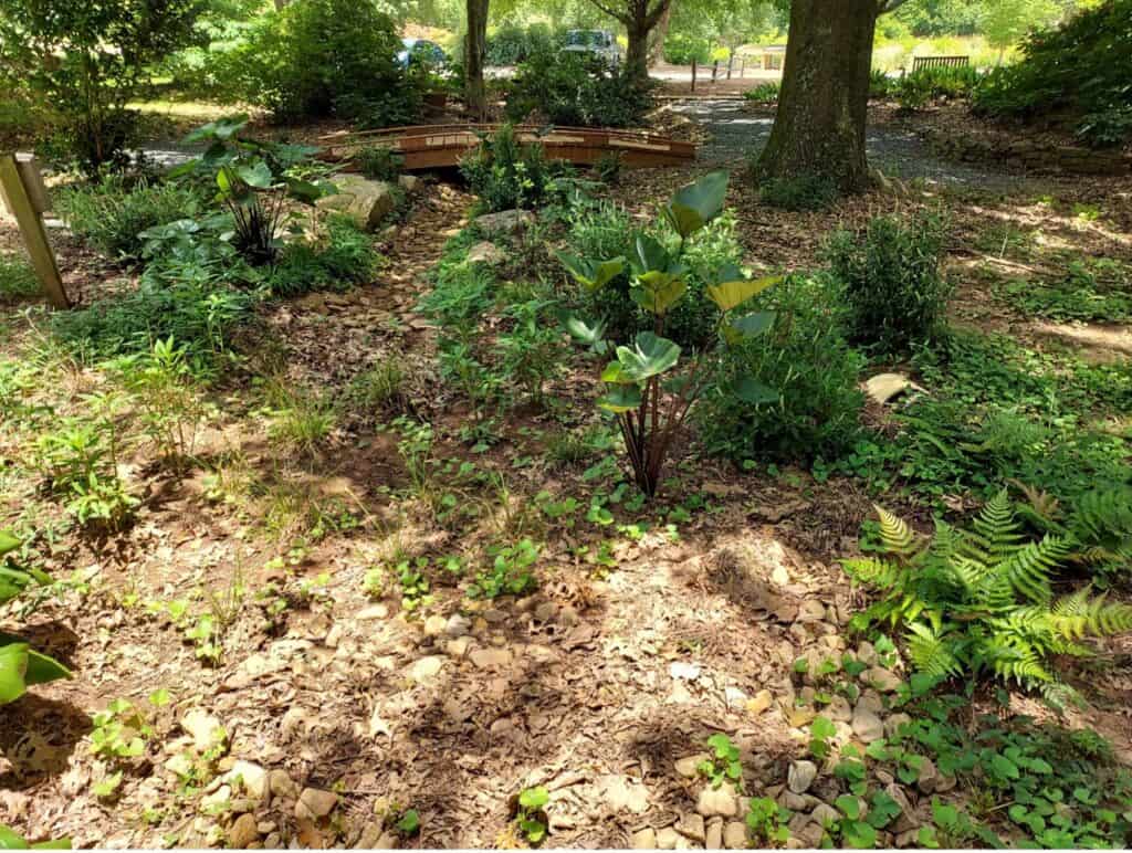 Rain garden with native plants, boulders, and engineered soil at the UGA GSI demo site