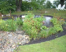 Rain garden ponding area with native vegetation at the UGA GSI demo site