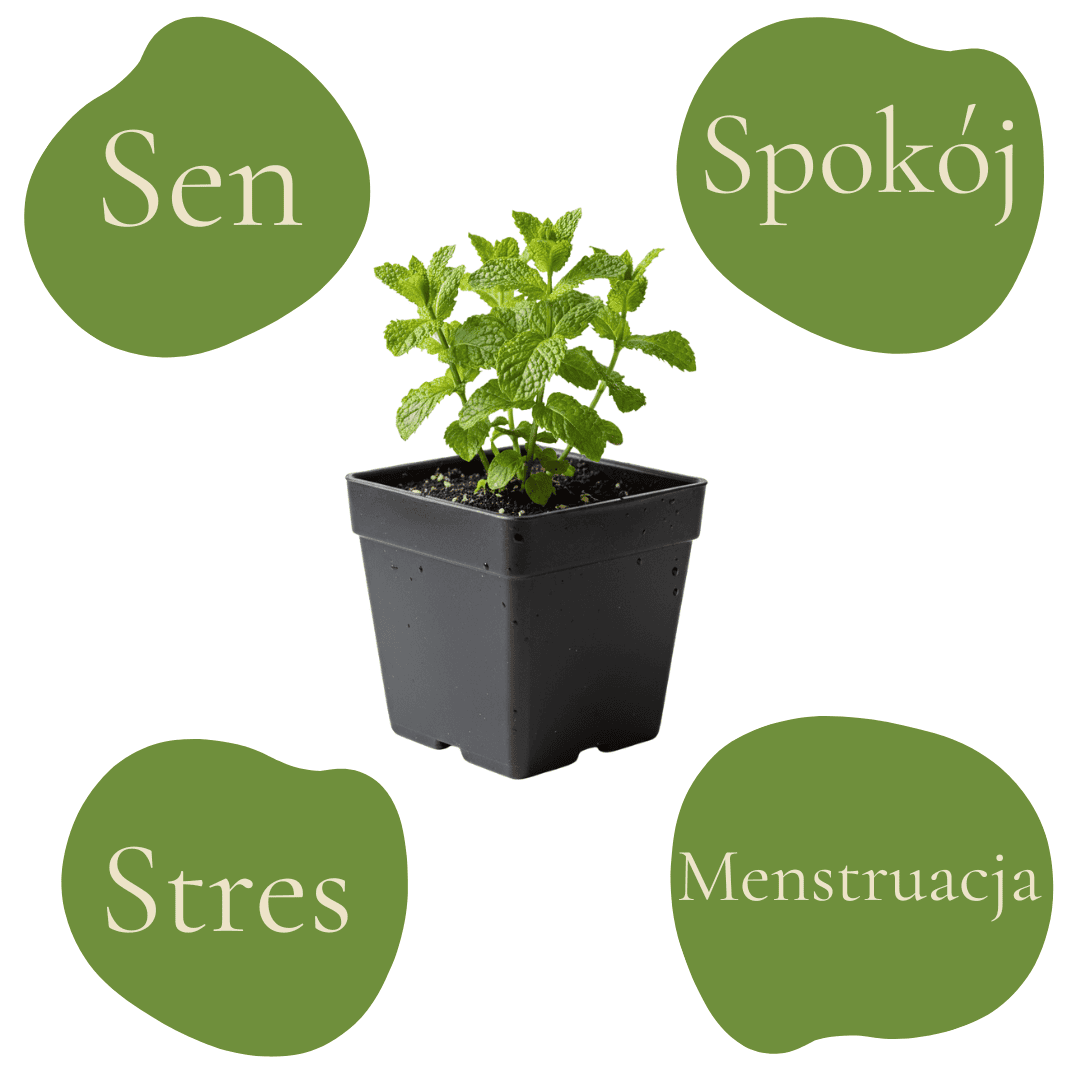 Młoda mięta pieprzowa w doniczce, z liśćmi i aromatem zioła.