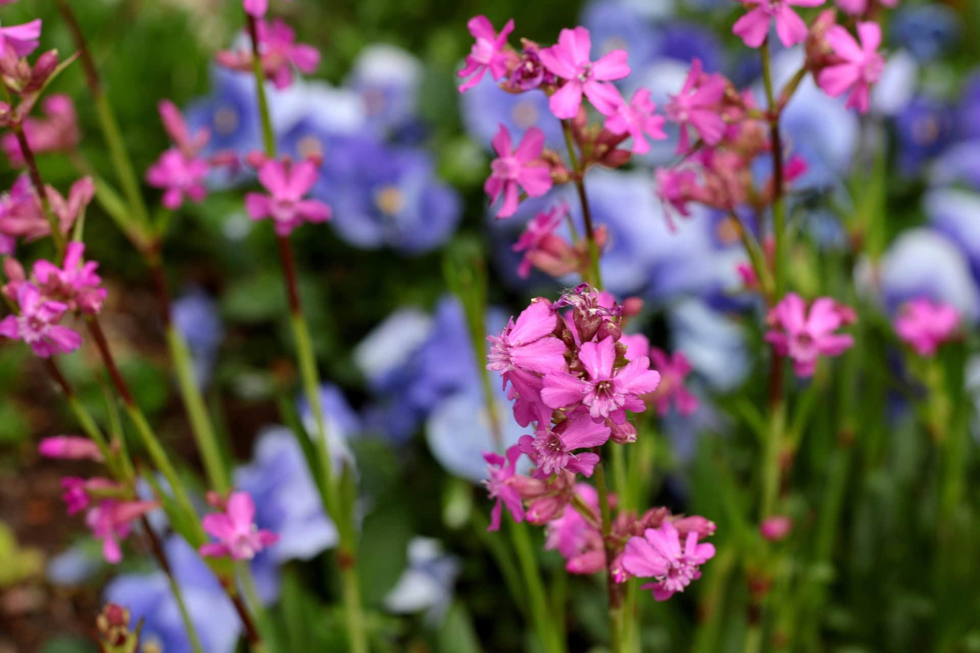 Kwiaty w ogrodzie z różowymi i fioletowymi odcieniami, tworzące piękny, naturalny pejzaż.