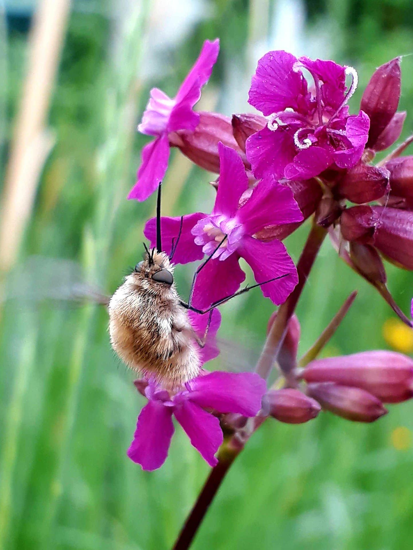 914b5f63cb8208529f6bab924f658803